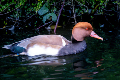 01287_Doppelmayr-Zoo_30.-Oktober-2026_@FT-Digital-2026