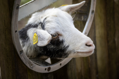 01539_Doppelmayr-Zoo_30.-Oktober-2026_@FT-Digital-2026
