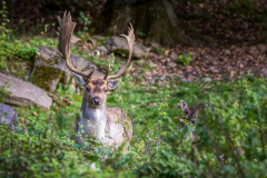 01577_Doppelmayr-Zoo_30.-Oktober-2026_@FT-Digital-2026