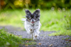 033_EinSchwanzVollerAbenteuer_MarioStecher