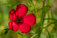 Makro_R-Tomas_2026-07-25-12