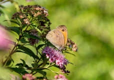 Makro_R-Tomas_2026-07-25-2