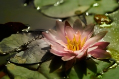 Seerose_inatura__RG02249_LK1800