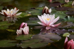 Seerose_inatura__RG02263_LK1800