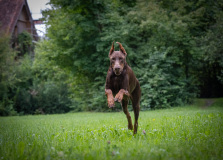 Rupert.Kolb_.Fotofuehrerschein-42