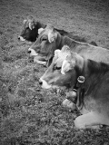048_Kuehe_Ingrid 048_Kuehe_Ingrid