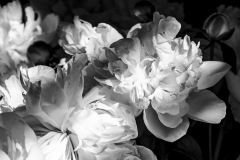 060_Pfingstrose_HannesRehm