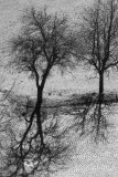 073_Schattenbaeume_HannesRehm