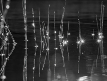 074_Schilf3_HannesRehmDSF2782