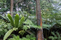 300 Mil. Jahre alter Baum Singapur