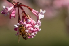 Biene-Siegmund_Kalb-20190316-DSC01875