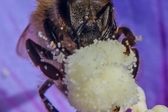 Bienenpollen Makro
