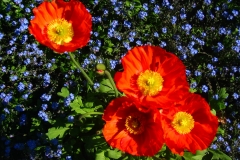 Blumenkontraste