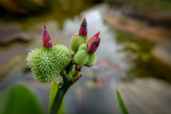 Canna Früchtezauber