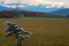 Die letzten Blüten