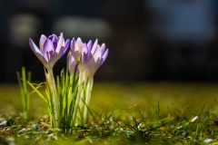 Frühlingsgrüße-Siegmund_Kalb-20190305-DSC00478