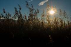 Gräser im Abendlicht