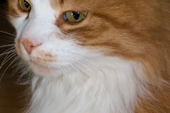 Hanni-Katzenportrait -00867
