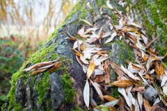 Herbstlaub