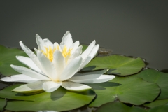 Leuchtende Seerose