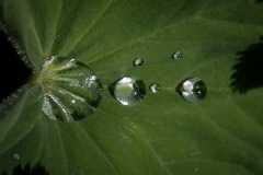 Regentropfen