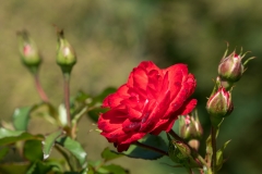 Rosenharmonie