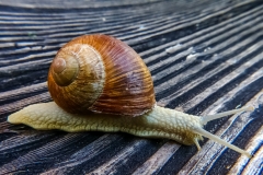 Schnecke gegen den Strich
