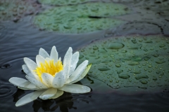Seerose Hermine im Regen