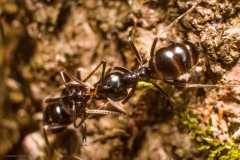 Siegmund-Kalb-20190331-DSC03063-Bearbeitet