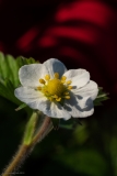 Siegmund-Kalb-20190420-DSC04025
