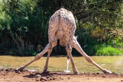 Trinkstellung Südafrika