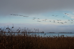 Vogelschwarm