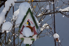 Winter_Göfis_Katze@Simon_Martin_2019