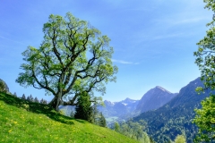Bergahorn_Mellental