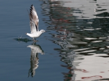 Bregenz_Thomas_Sprenger_2019-0061