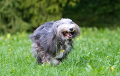 Hundeshooting_7657_Wernfried_2023