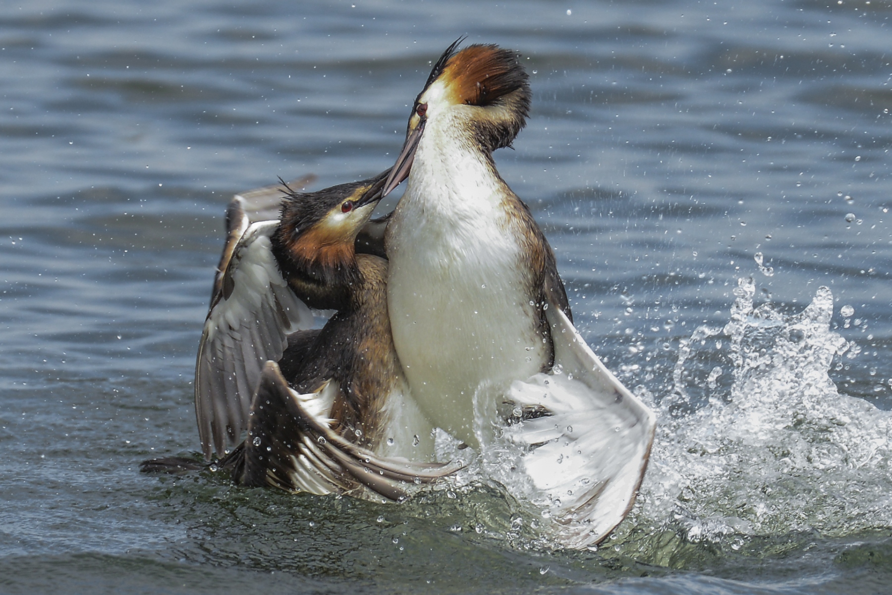 Fotoausflug - Vogelkunde mit Manfred