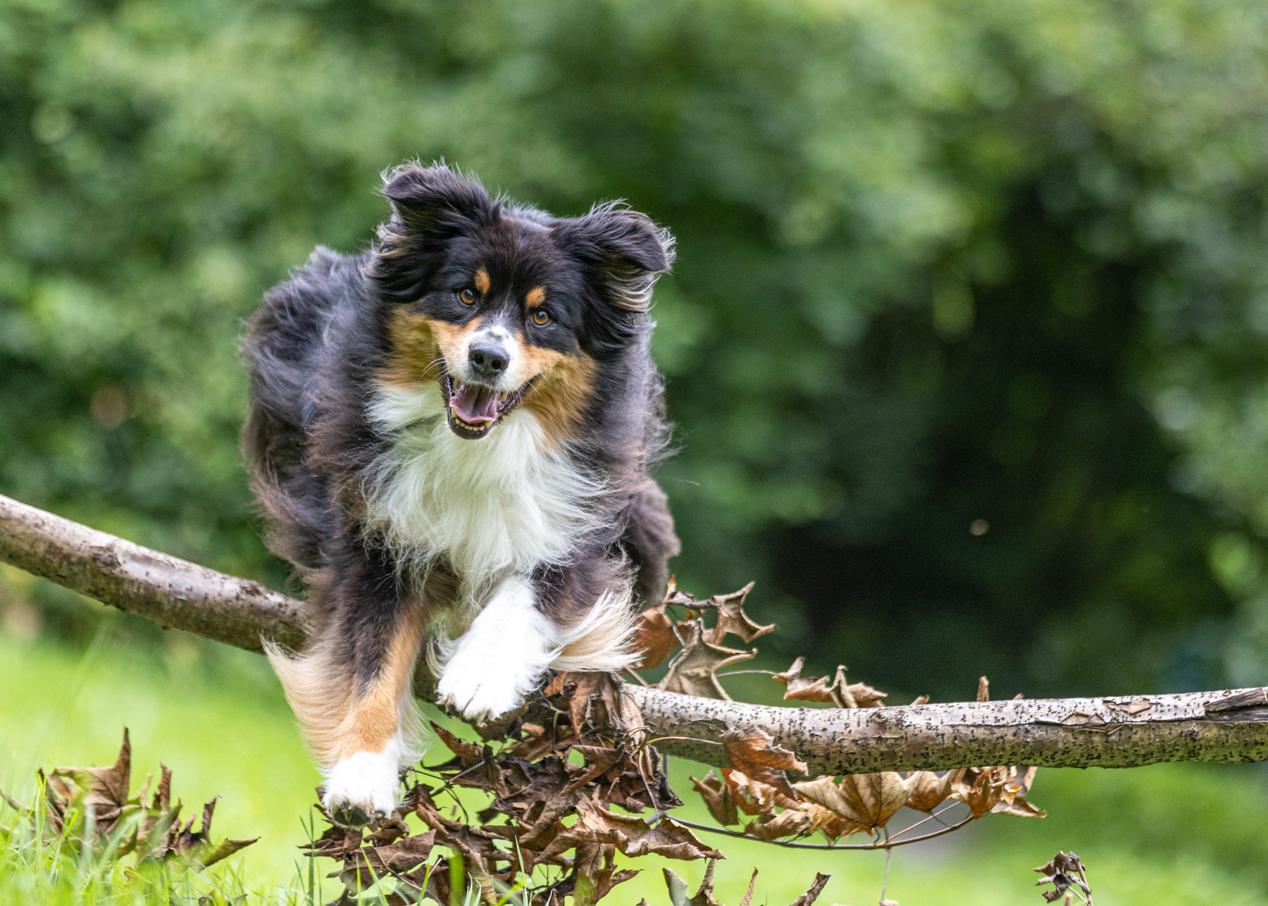 2023-08-18 Lust auf ein Hunde-Fotoshooting?