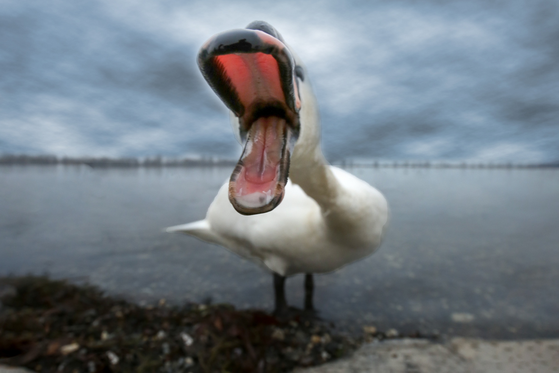 2023-12-29 Gemeinsam Vögel fotografieren im Harder Binnenbecken