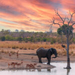 2026-09-10 Klubabend zum Thema Wildlife-Fotografie / Die Natur schreibt die Geschichten – wir halten sie fest.
