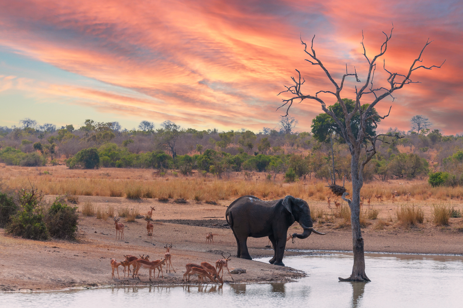 2026-09-10 Klubabend zum Thema Wildlife-Fotografie / Die Natur schreibt die Geschichten – wir halten sie fest.