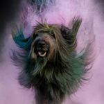 2026-08-02 HoliShooting mit Hunden