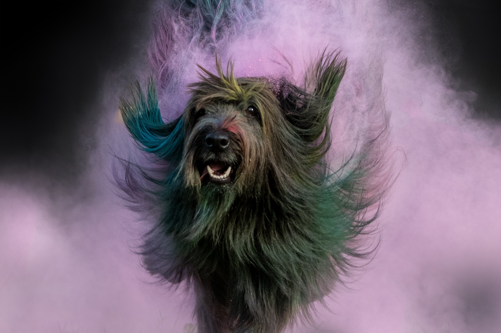 2026-08-02 HoliShooting mit Hunden