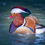 Exklusive Fotomöglichkeiten im Doppelmayr Zoo - Termine werden nach Interesse vereinbart!